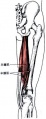 半腱肌和半膜肌1.jpg