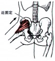 臀中肌和臀小肌功能1.jpg