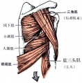 使肩关节伸的作用肌1.jpg