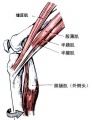 使膝关节旋内的作用肌1.jpg