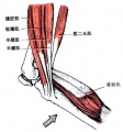 使膝关节屈的作用肌1.jpg
